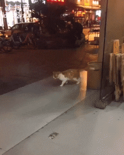 gifs_23.gif