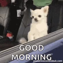 dog-stressed.gif