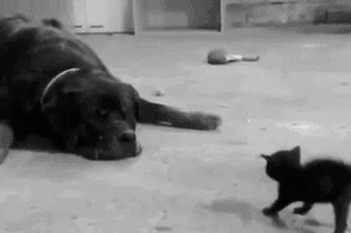 cat-dog.gif