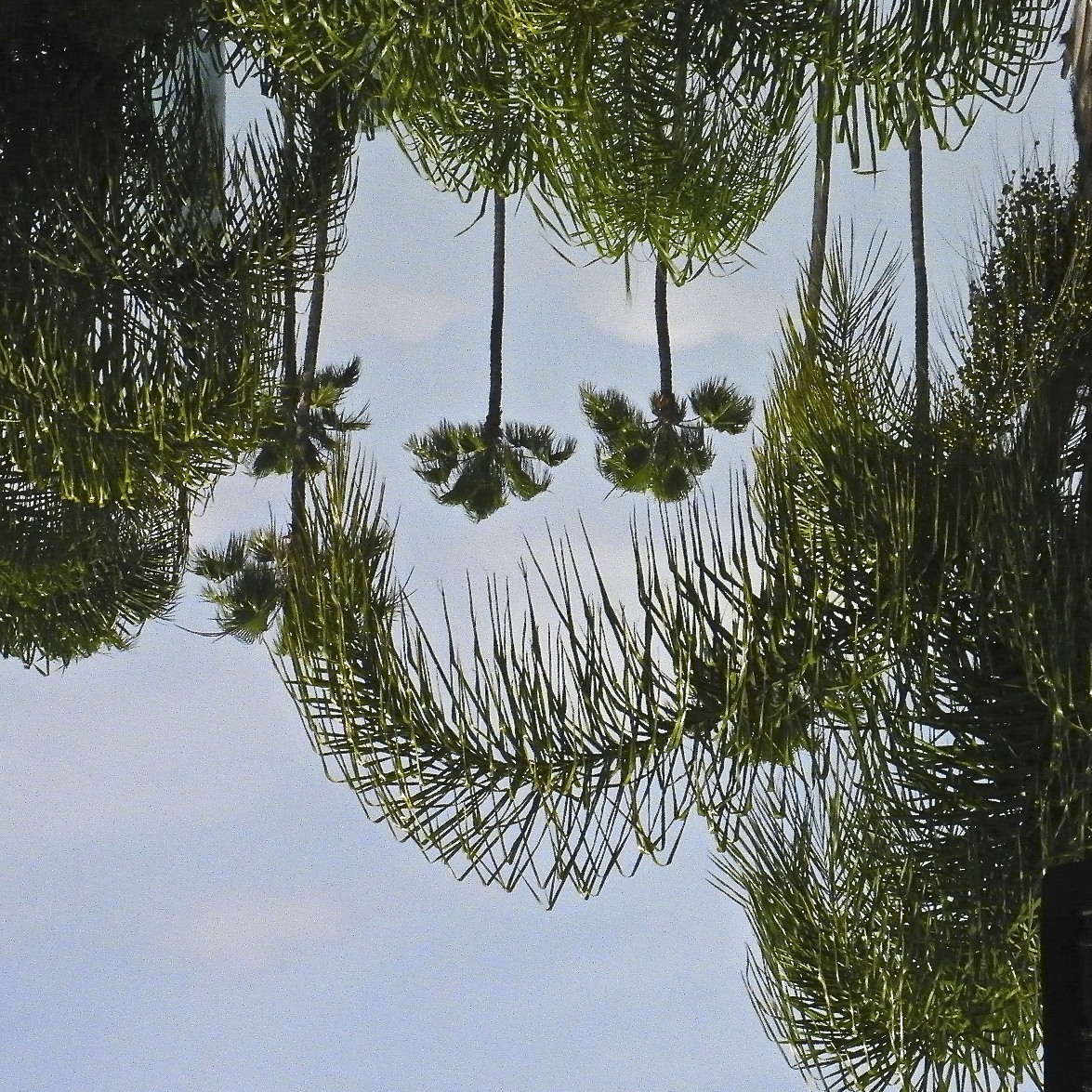 Palm-Trees-Smiley-Version-2.jpg