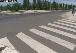ani_upright-dog-crosswalk.gif