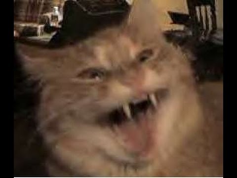 hqdefault.jpg