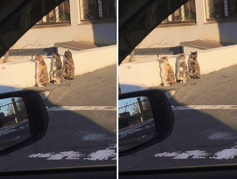 three-standing-cats.jpg