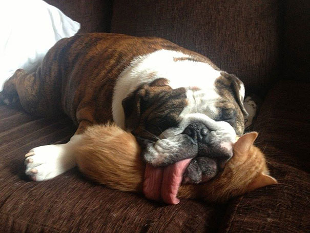 cute-animals-sleeping-pillows-3.jpg