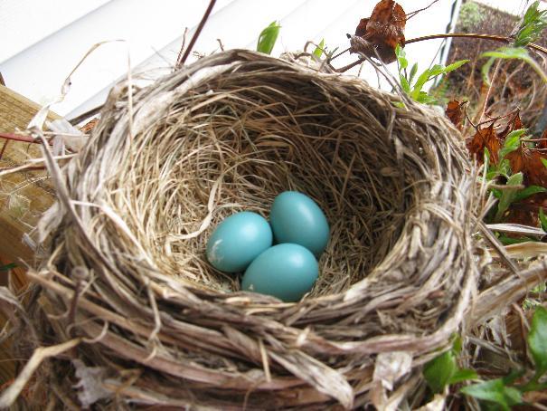 blue-eggs-signs-spring-1.jpg