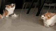 doggo-corgi.gif
