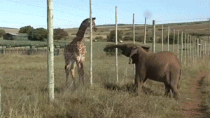 nMvqSjX.gif
