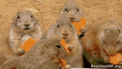Chewing-GIF_1.gif