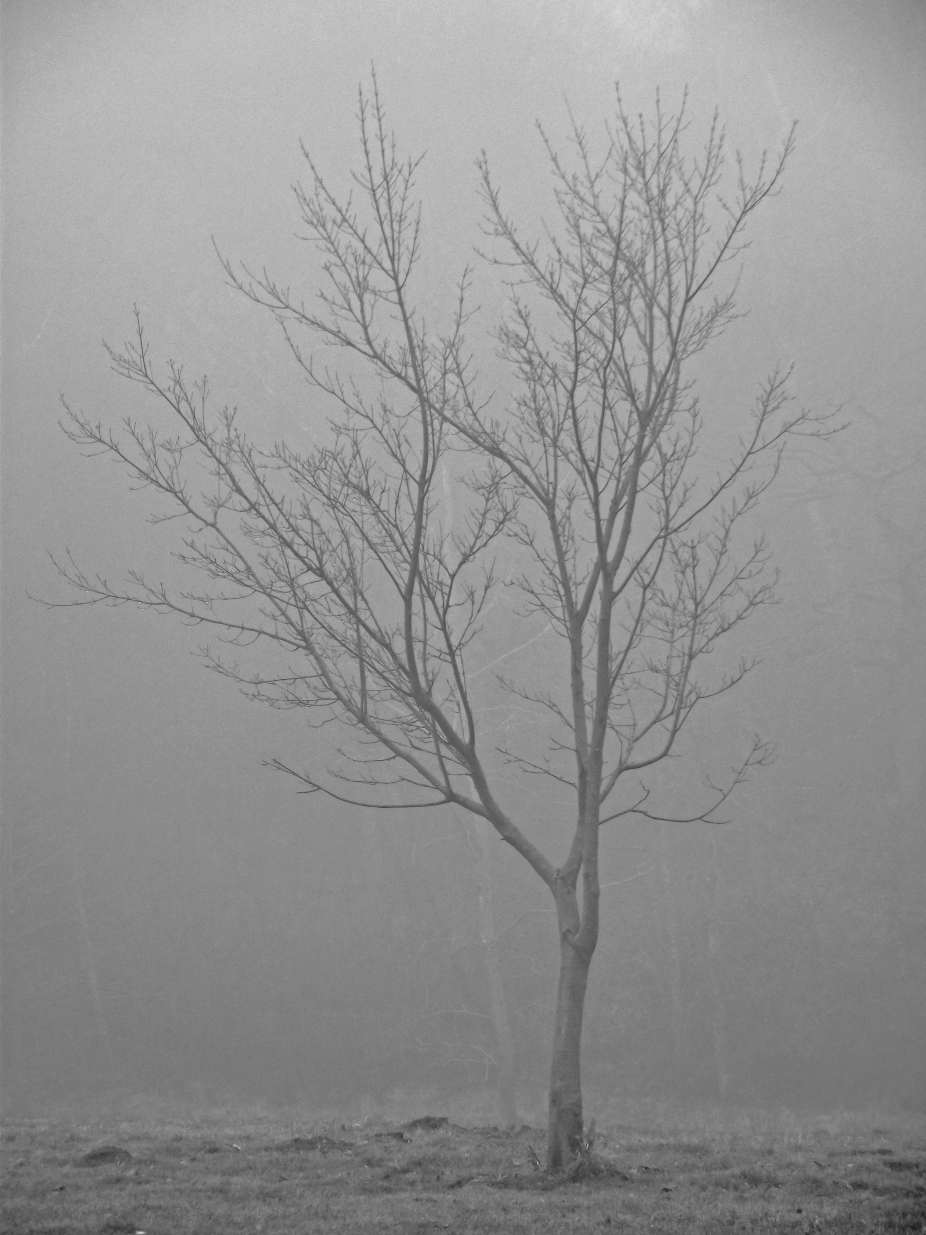 tree-fog.jpg