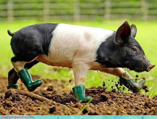 squee-spree-ready-to-roll-in-the-mud