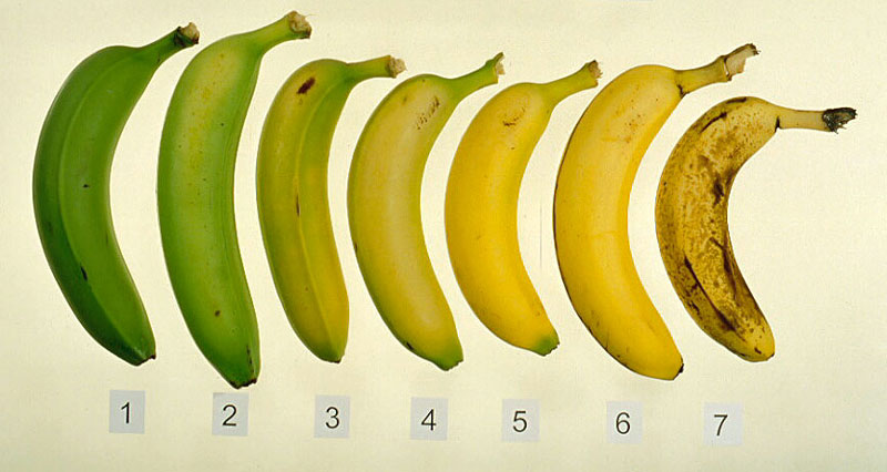 bananastages.jpg