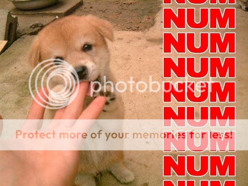 puppy.jpg