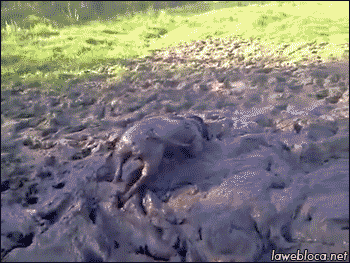 mud-puppy