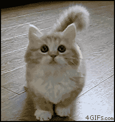 2twKY.gif