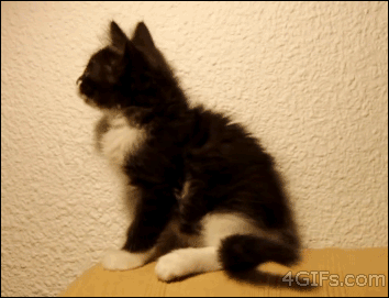 the-day-mittens-discovered-his-tail