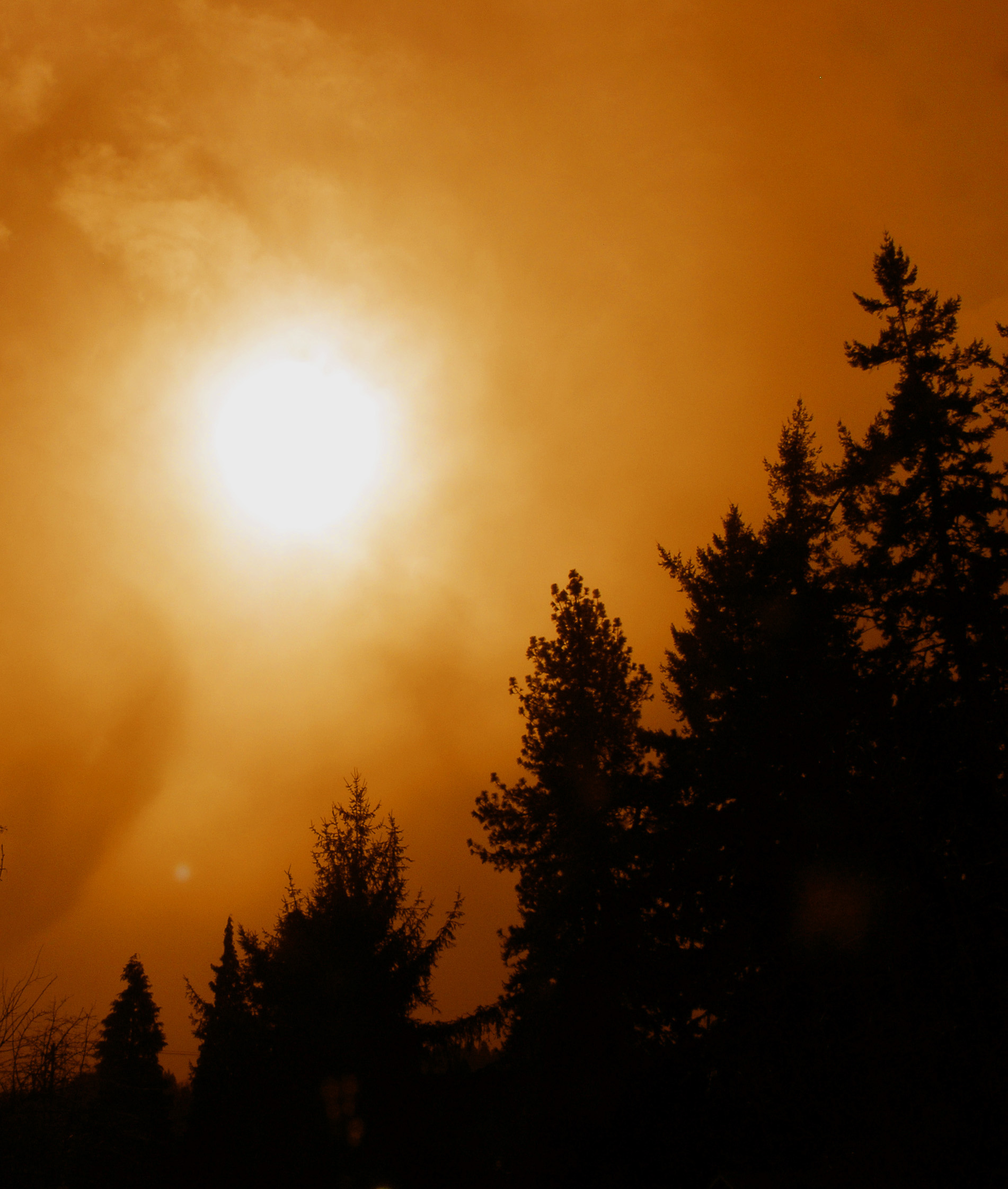 Trees_Fog_Sun.jpg