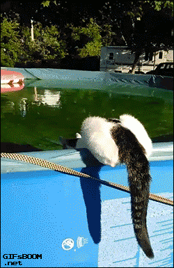1130710a994f3a0049f224c4855d1eff.gif
