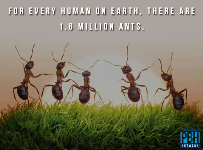 fun-facts-about-ants.png