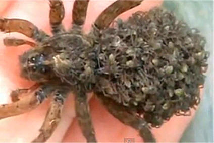 wolfspiderlings.jpg