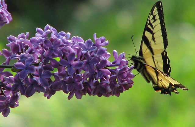 lilacs.jpg