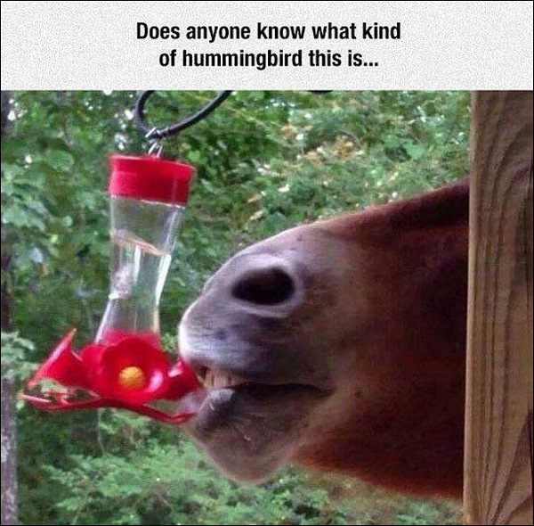 hummingbird-horse.jpg
