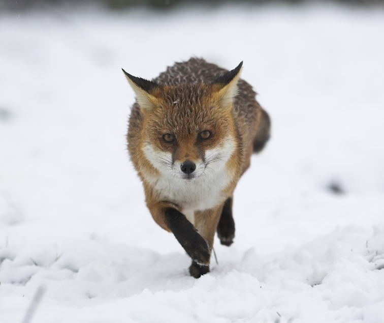 red_fox.jpg