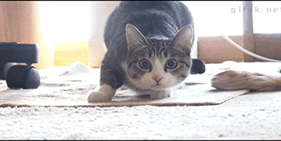 funny-gif-of-the-day.gif