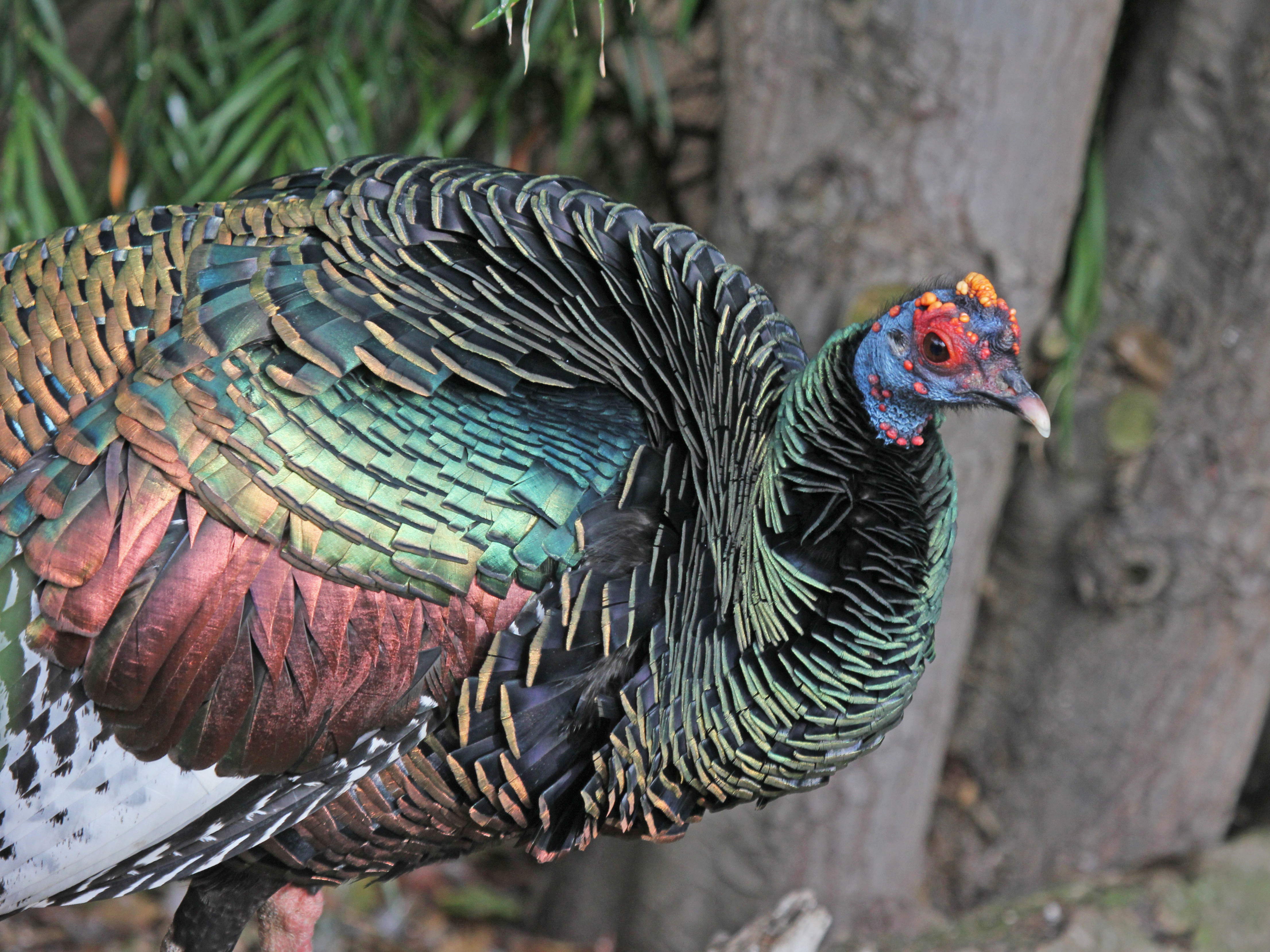 Ocellated_Turkey_RWD3.jpg