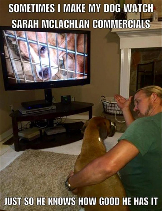 show-dog-sarah-mclachlan-commercials.jpg