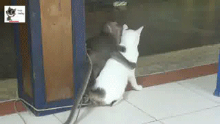 monkeys-do-not-make-good-cat-pals