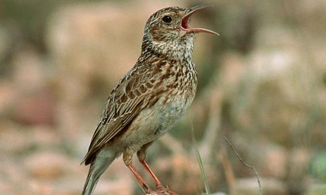 0319_lark_460x276.jpg