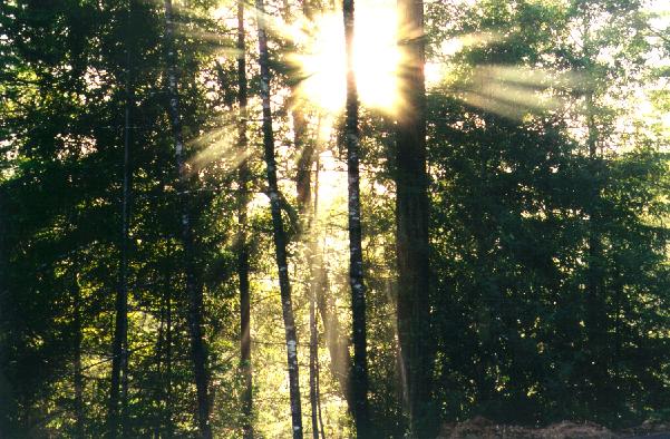 sun_through_trees40.jpg