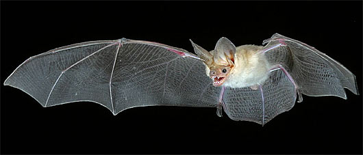 flying-bat.jpg