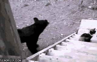 xYwKhXl.gif