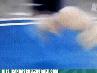 tumble-poodle