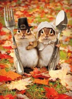 gerbil-couple.jpg