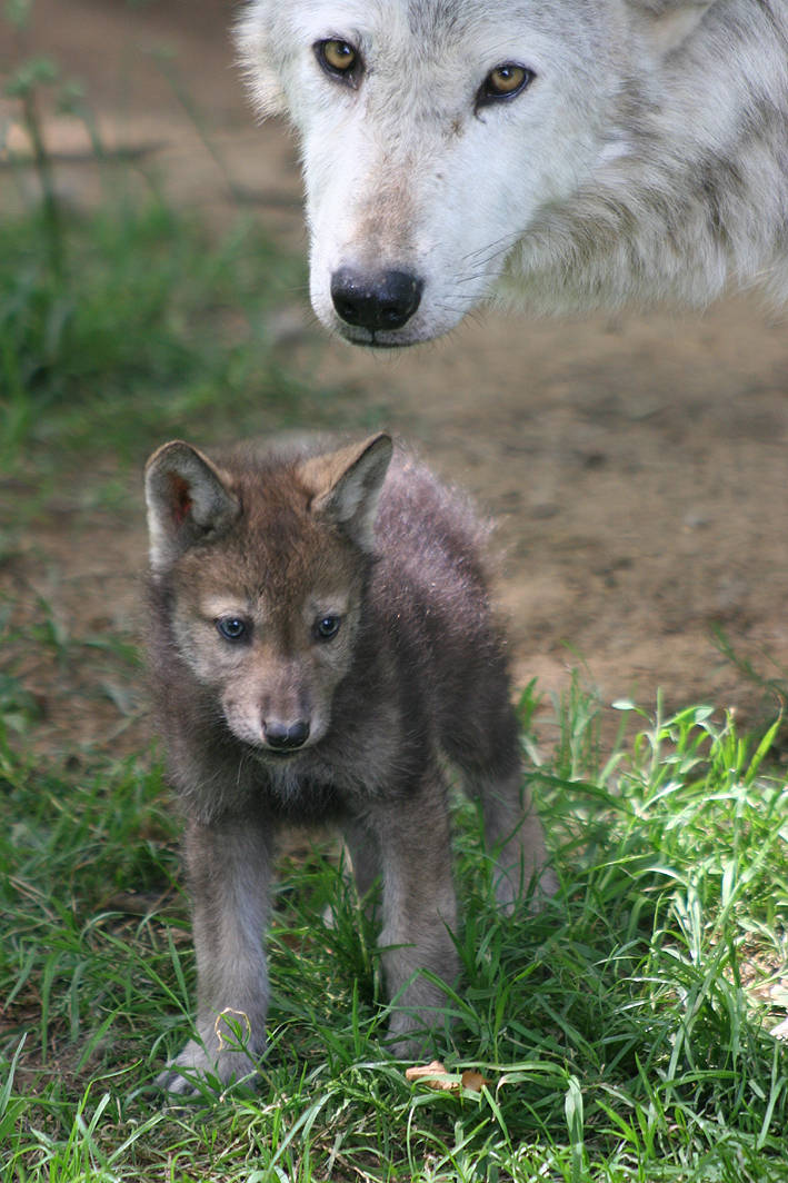 WolfCub1.jpg