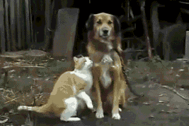 come-oni-said-im-sorryits-just-a-scratch