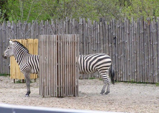 longest-zebra.jpg
