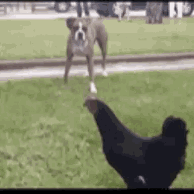 funny-animals-chickens.gif