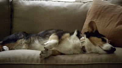dreaming-dog-6.gif