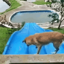 pfsf1968.gif