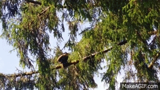 the-eagle-has-landed