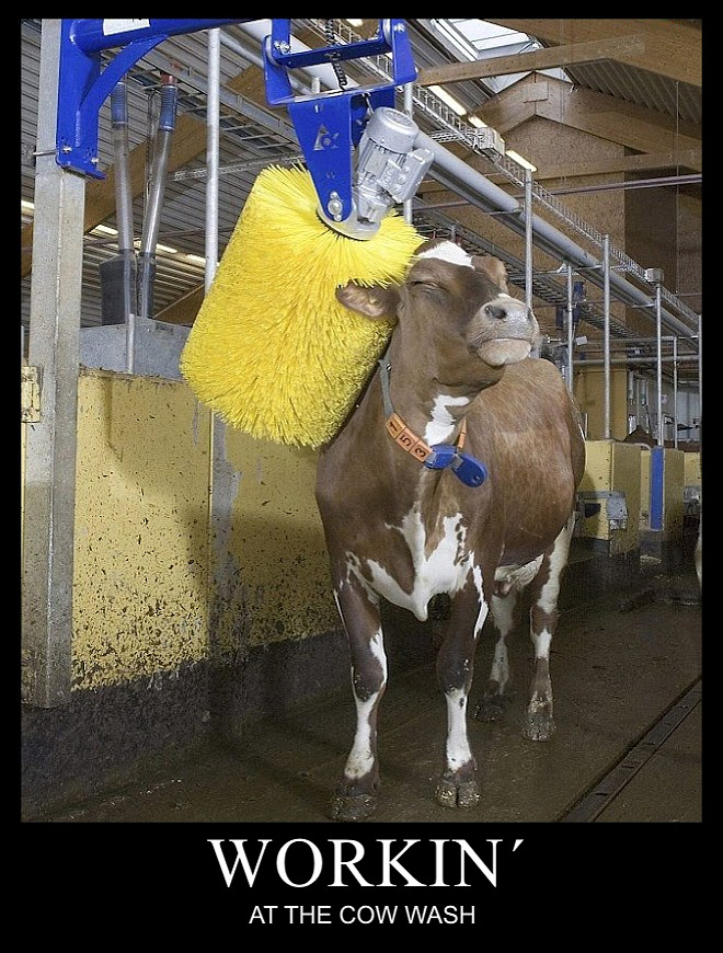 demotivator_cow-wash.jpg