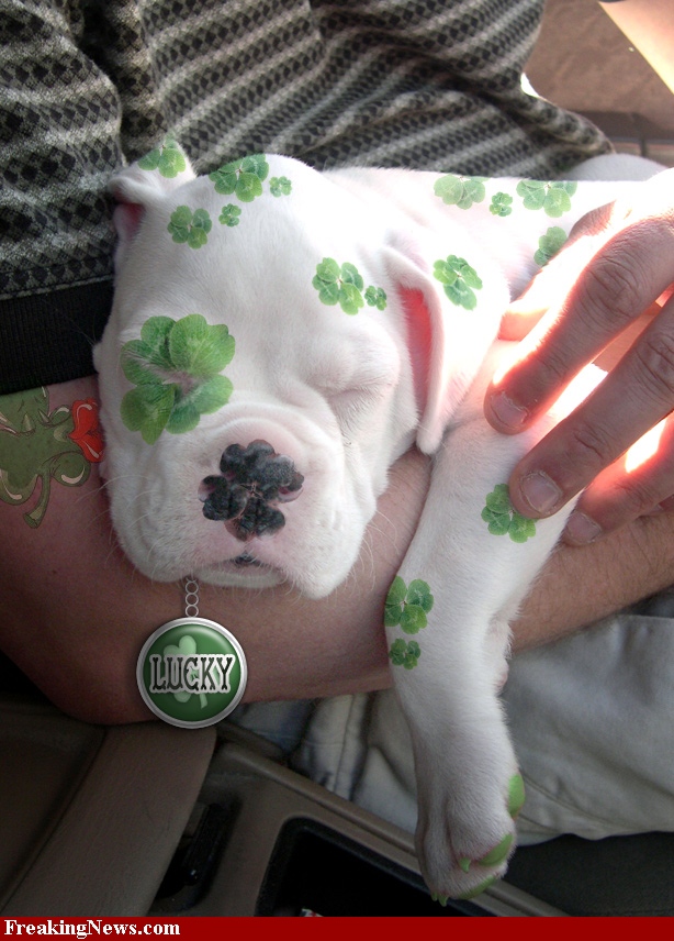 st-patrick-s-day-puppy-38894.jpg