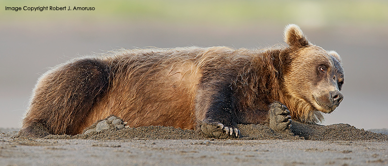 CoastalBrownBear_2.jpg