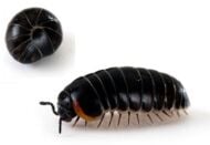 pestWoodlice2.jpg
