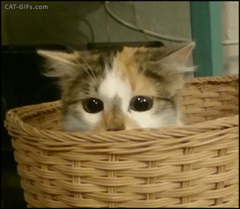 6b1b40db61b161027211645302efe3b7.gif