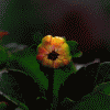 t224437170.gif