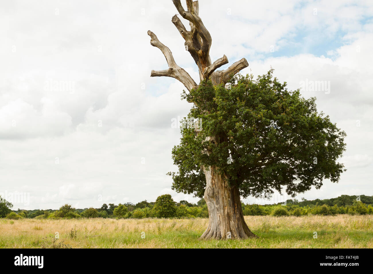 thorndon-country-park-odd-tree-essex-uk-FAT4JB.jpg